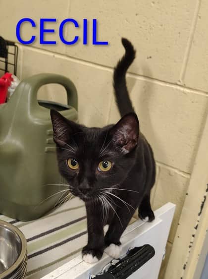 Cecil - Domestic Shorthair/Mix available for adoption