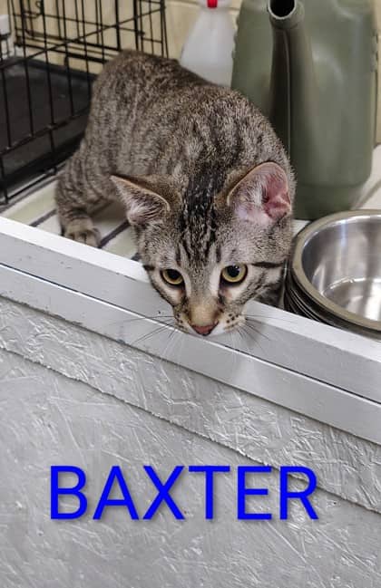 Baxter - Domestic Shorthair/Mix available for adoption