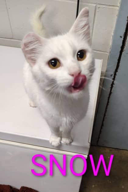 Snow - Domestic Medium Hair/Mix available for adoption