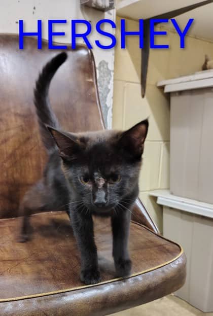 Hershey - Domestic Shorthair/Mix cat available for adoption at Yorkton SPCA in Yorkton