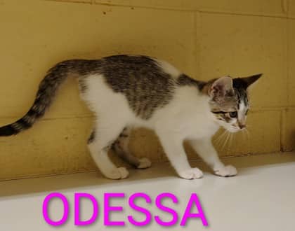 Odessa - Domestic Shorthair/Mix available for adoption