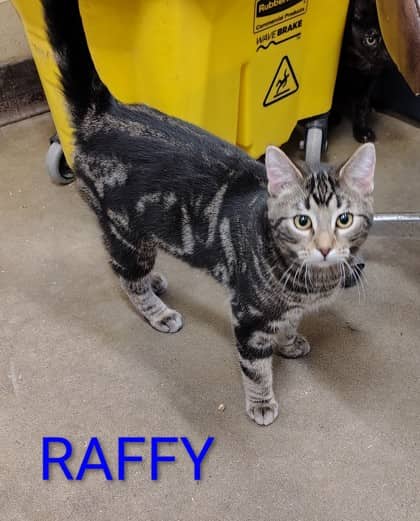 Raphael - Domestic Shorthair/Mix available for adoption