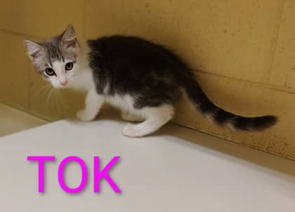 Tok - Domestic Shorthair/Mix cat available for adoption at Yorkton SPCA in Yorkton