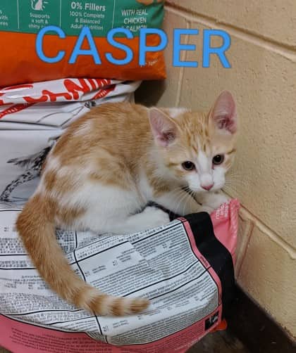 Casper - Domestic Shorthair/Mix cat available for adoption at Yorkton SPCA in Yorkton