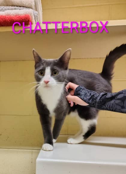 Chatterbox - Domestic Shorthair/Mix cat available for adoption at Yorkton SPCA in Yorkton