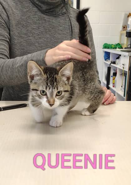 2000479215 - Domestic Shorthair/Mix cat available for adoption at Yorkton SPCA in Yorkton