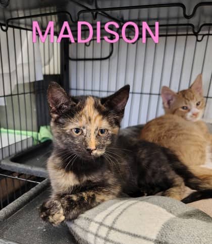 Madison - Domestic Shorthair/Mix cat available for adoption at Yorkton SPCA in Yorkton