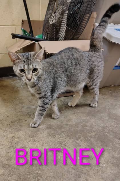 Britney - Domestic Shorthair/Mix available for adoption