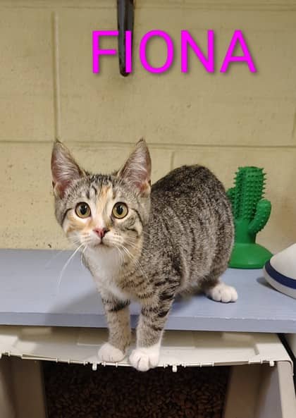 Fiona - Domestic Shorthair/Mix cat available for adoption at Yorkton SPCA in Yorkton