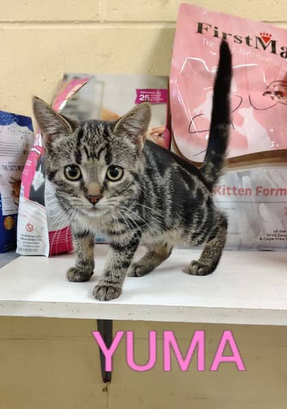 Yuma - Domestic Shorthair/Mix cat available for adoption at Yorkton SPCA in Yorkton