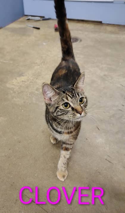 Clover - Domestic Shorthair/Mix available for adoption