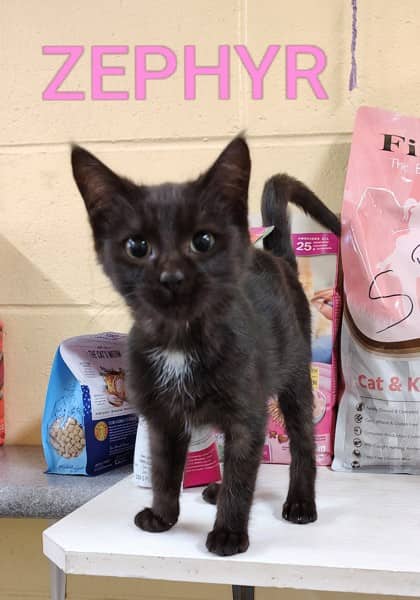 Zephyr - Domestic Shorthair/Mix cat available for adoption at Yorkton SPCA in Yorkton