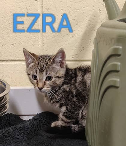 Ezra - Domestic Shorthair/Mix cat available for adoption at Yorkton SPCA in Yorkton