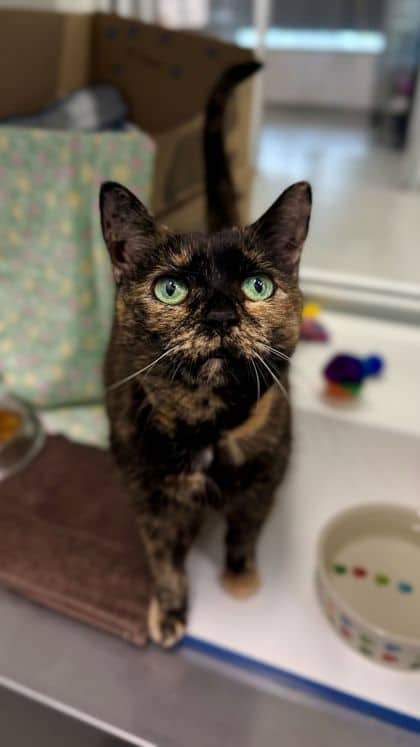 Lion - Domestic Shorthair/Mix cat available for adoption at Humane Society London & Middlesex in London