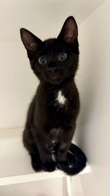 Scoop - Domestic Shorthair/Mix available for adoption