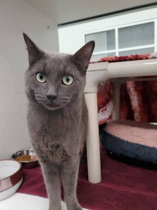 Clyde - Domestic Medium Hair/Mix cat available for adoption at Humane Society London & Middlesex in London