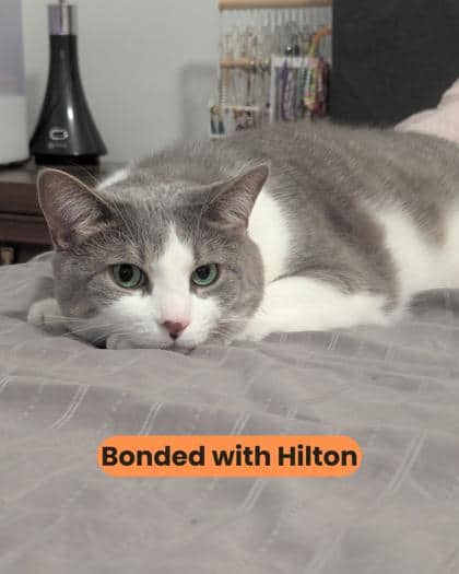 Tipton - Domestic Shorthair/Mix cat available for adoption at Humane Society London & Middlesex in London