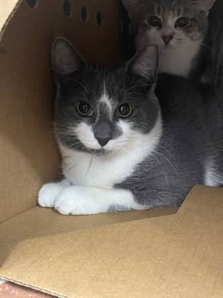 Inky - Domestic Shorthair/Mix cat available for adoption at Humane Society London & Middlesex in London