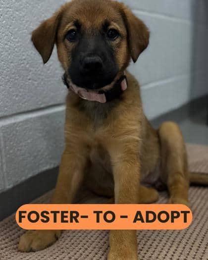 Aurora - Shepherd/Mix available for adoption in Ontario