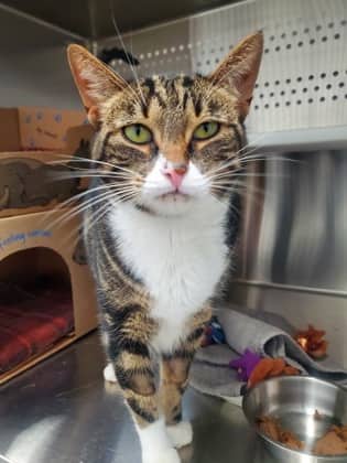 Stella - Domestic Shorthair/Mix available for adoption