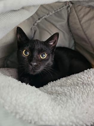 Binoo - Domestic Shorthair/Mix cat available for adoption at Humane Society London & Middlesex in London