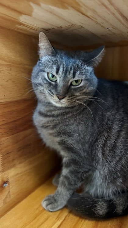 Agnetha - Domestic Shorthair/Mix cat available for adoption at Humane Society London & Middlesex in London