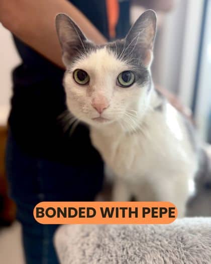 Becca - Domestic Shorthair/Mix cat available for adoption at Humane Society London & Middlesex in London
