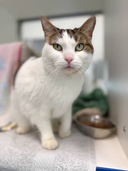 Molly - Domestic Shorthair/Mix available for adoption