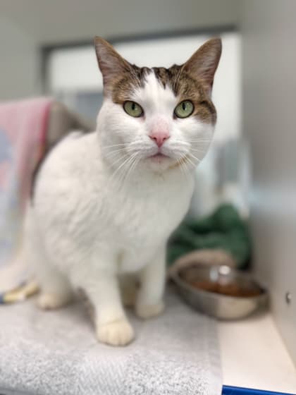 Molly - Domestic Shorthair/Mix cat available for adoption at Humane Society London & Middlesex in London