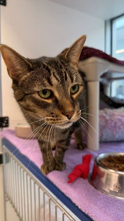 Slim Shady - Domestic Shorthair/Mix available for adoption