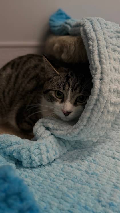 Pinky - Domestic Shorthair/Mix cat available for adoption at Humane Society London & Middlesex in London