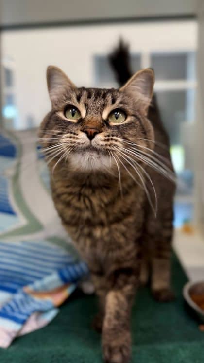 Ember - Domestic Medium Hair/Mix cat available for adoption at Humane Society London & Middlesex in London