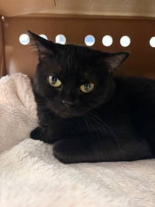 Celestial - Bengal/Mix cat available for adoption at Humane Society London & Middlesex in London