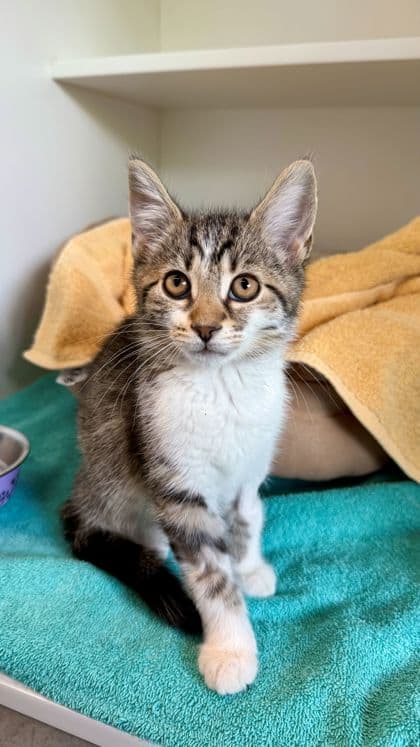 Dil Pickles - Domestic Shorthair/Mix cat available for adoption at Humane Society London & Middlesex in London