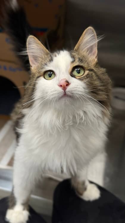 Amity - Domestic Medium Hair/Mix cat available for adoption at Humane Society London & Middlesex in London