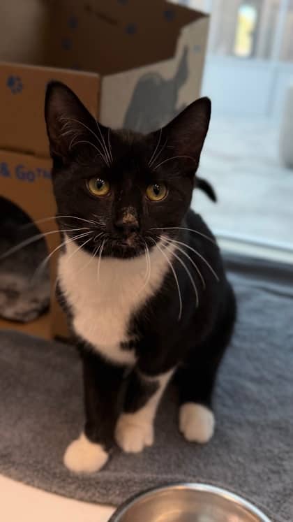 Walnut - Domestic Shorthair/Mix cat available for adoption at Humane Society London & Middlesex in London
