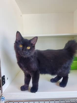 Flame - Domestic Shorthair/Mix available for adoption