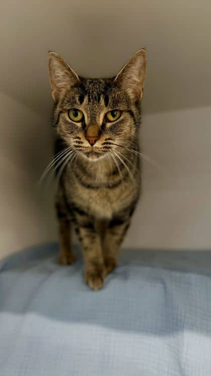 Sharpey - Domestic Shorthair/Mix available for adoption