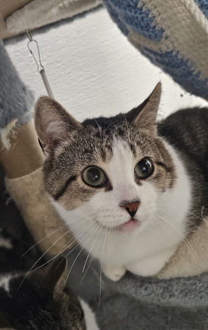 Catan - Domestic Shorthair/Mix cat available for adoption at Humane Society London & Middlesex in London