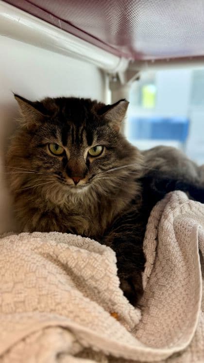 Tipper - Domestic Longhair/Mix cat available for adoption at Humane Society London & Middlesex in London