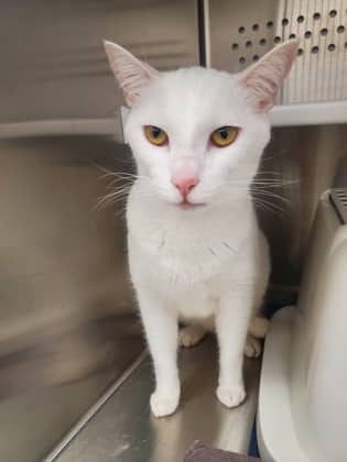 Spot - Domestic Shorthair/Mix available for adoption