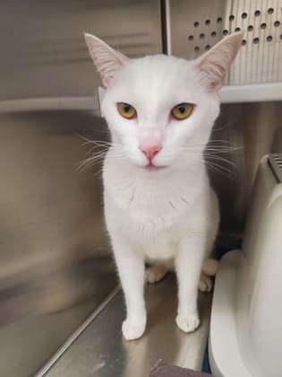 Spot - Domestic Shorthair/Mix available for adoption