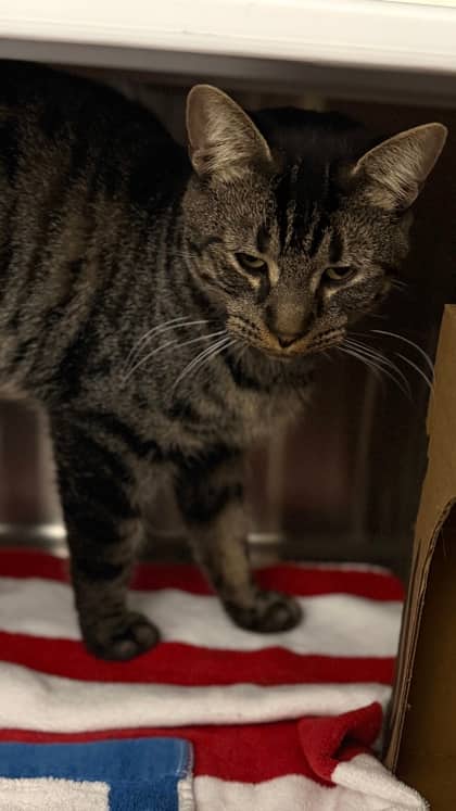Orillia - Domestic Shorthair/Mix cat available for adoption at Humane Society London & Middlesex in London