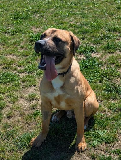 Cooper - Mastiff/Mix available for adoption
