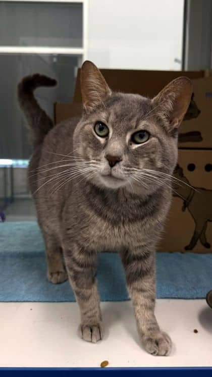 Kitty - Domestic Shorthair/Mix cat available for adoption at Humane Society London & Middlesex in London
