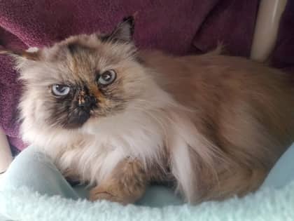 Paris - Himalayan/Mix cat available for adoption in Ontario