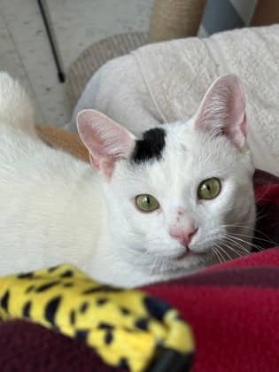 Milo - Domestic Shorthair/Mix available for adoption