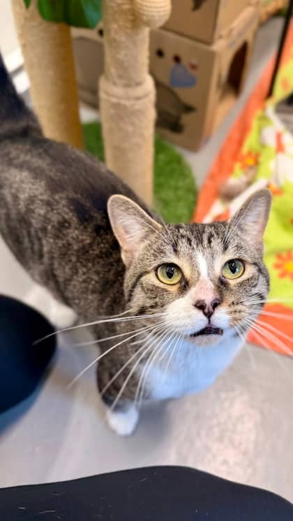 Teddy - Domestic Shorthair/Mix available for adoption