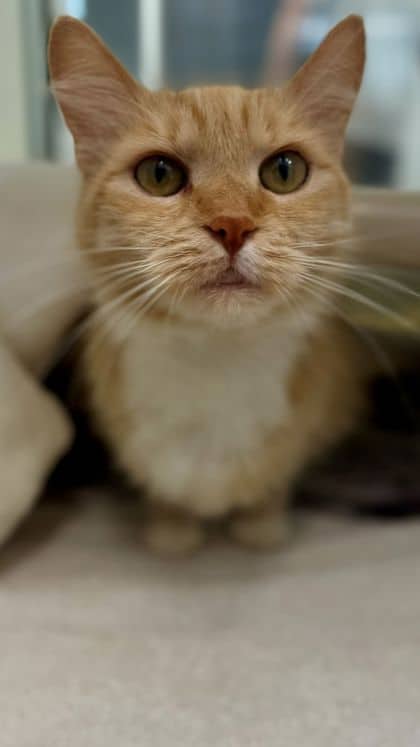 Jazzy - Domestic Longhair/Mix available for adoption