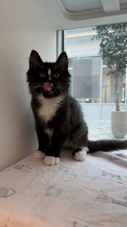Frosted Flake - Domestic Medium Hair/Mix cat available for adoption at Humane Society London & Middlesex in London